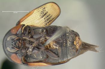 Media type: image;   Entomology 7413 Aspect: habitus ventral view